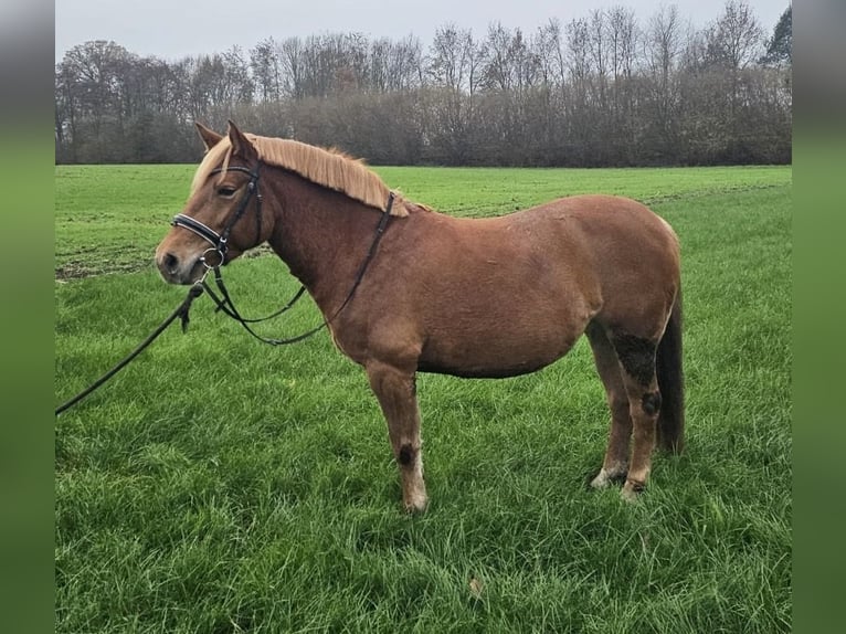 Más ponis/caballos pequeños Mestizo Yegua 6 años 139 cm Alazán in Dorsten