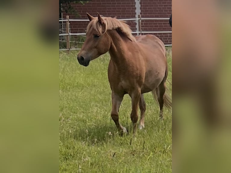 Más ponis/caballos pequeños Mestizo Yegua 6 años 139 cm Alazán in Dorsten