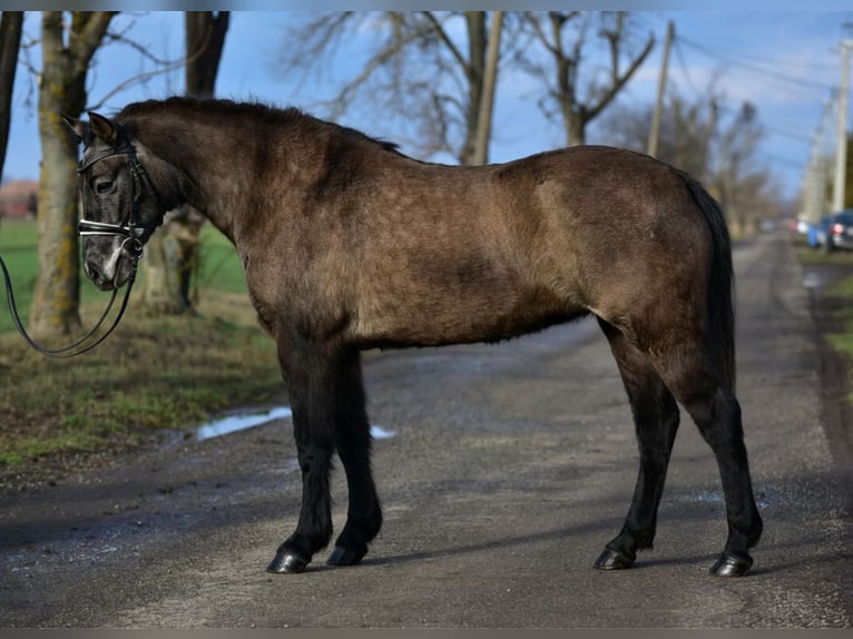 Más ponis/caballos pequeños Yegua 6 años 140 cm  in Békéscsaba