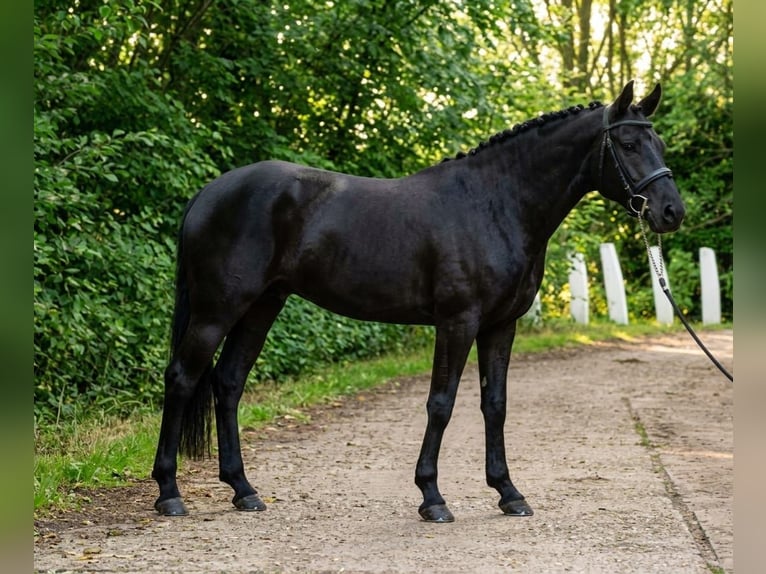 Más ponis/caballos pequeños Yegua 6 años 140 cm Negro in Lajosmizse