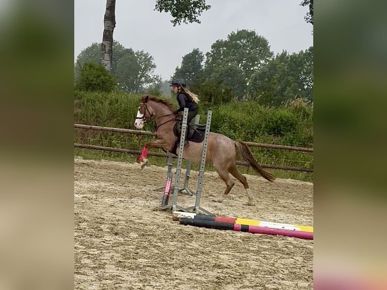 Más ponis/caballos pequeños Yegua 6 años 141 cm Ruano alazán in Wolfsburg