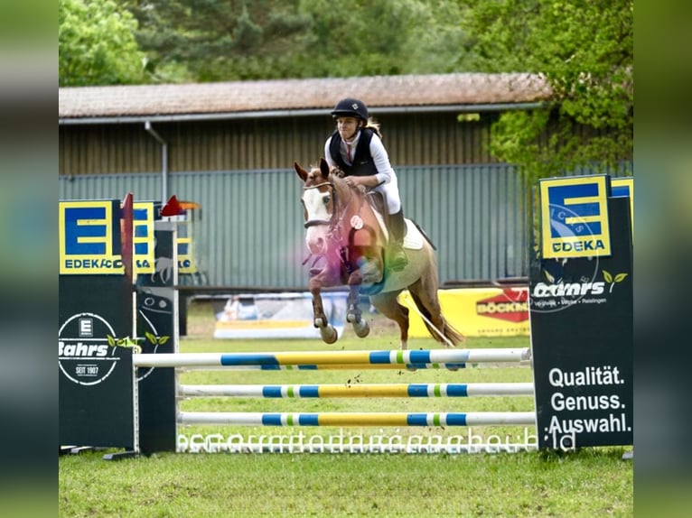 Más ponis/caballos pequeños Yegua 6 años 141 cm Ruano alazán in Wolfsburg