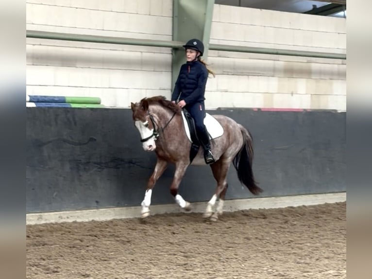 Más ponis/caballos pequeños Yegua 6 años 141 cm Ruano alazán in Wolfsburg