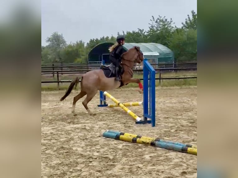 Más ponis/caballos pequeños Yegua 6 años 141 cm Ruano alazán in Wolfsburg