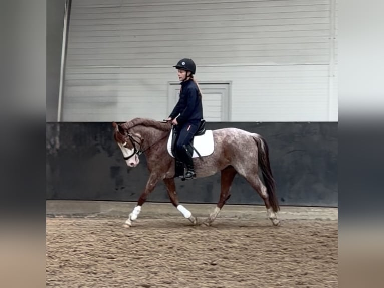 Más ponis/caballos pequeños Yegua 6 años 141 cm Ruano alazán in Wolfsburg