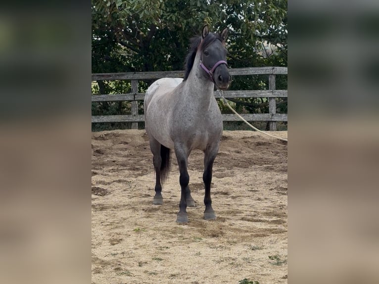 Más ponis/caballos pequeños Yegua 6 años 141 cm Ruano azulado in Rechnitz
