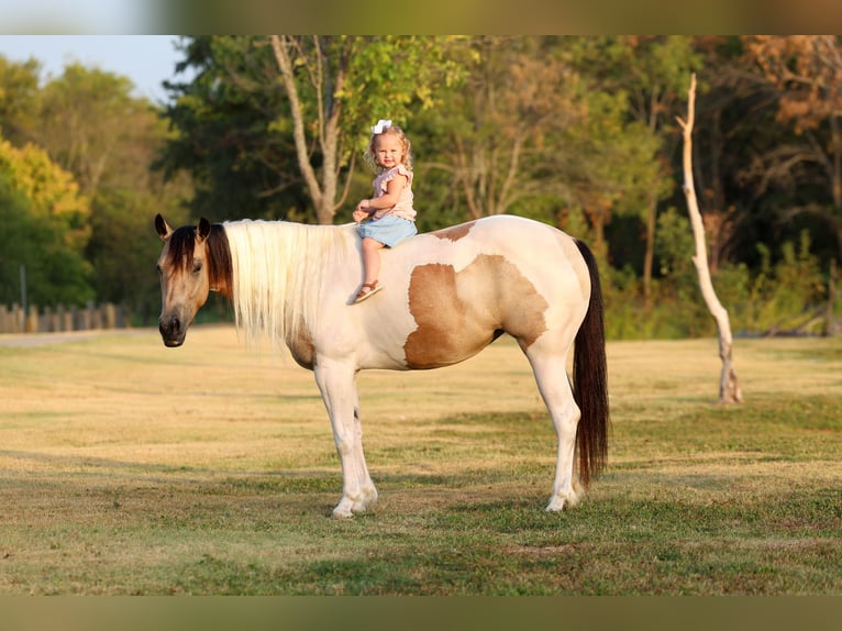 Más ponis/caballos pequeños Yegua 6 años 142 cm Pío in Terrell