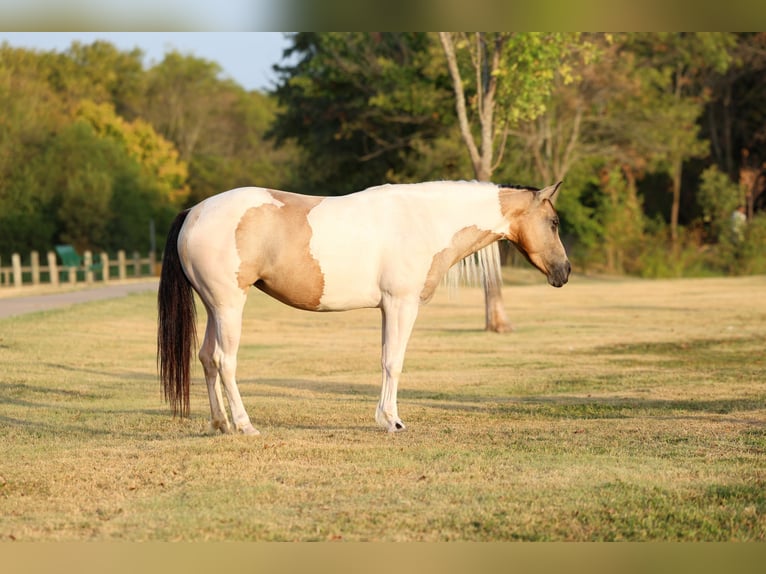 Más ponis/caballos pequeños Yegua 6 años 142 cm Pío in Terrell