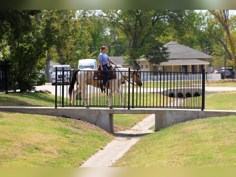 Más ponis/caballos pequeños Yegua 6 años 142 cm Pío in Terrell