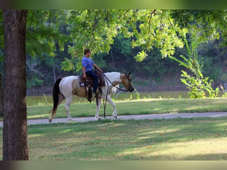 Más ponis/caballos pequeños Yegua 6 años 142 cm Pío in Terrell