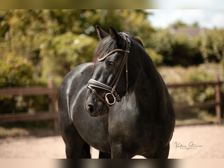 Más ponis/caballos pequeños Yegua 6 años 145 cm Negro in Blekendorf
