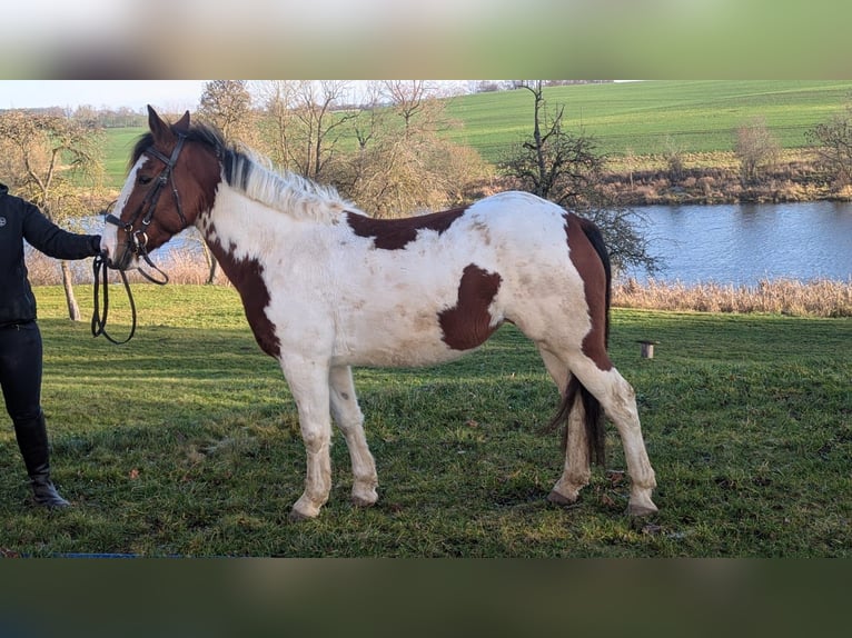 Más ponis/caballos pequeños Yegua 6 años 146 cm Pío in Neu Gaarz