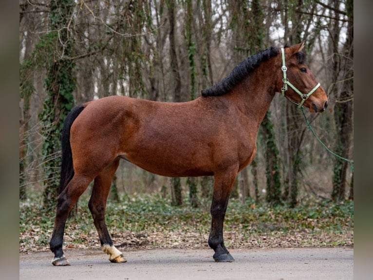 Más ponis/caballos pequeños Yegua 6 años 148 cm Castaño in Békéscsaba