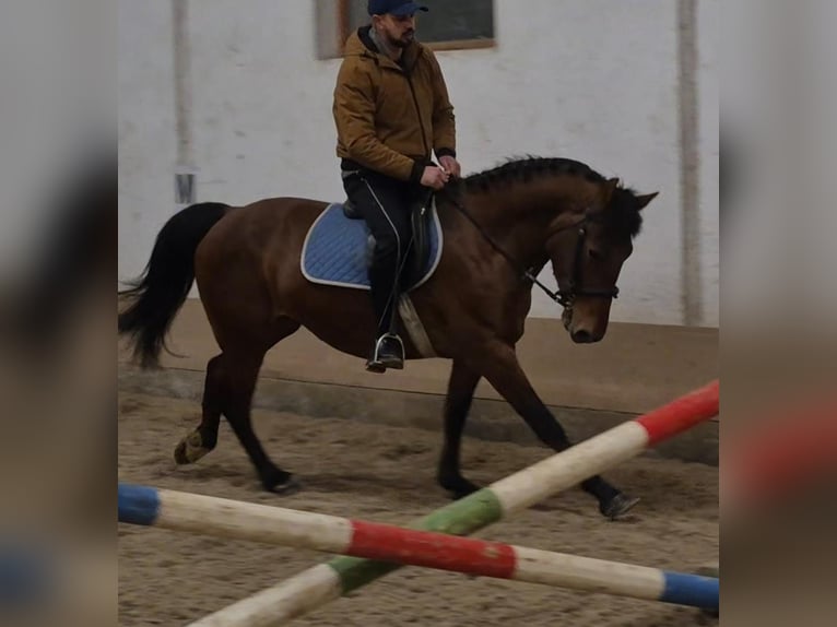 Más ponis/caballos pequeños Yegua 6 años 148 cm Castaño in Békéscsaba