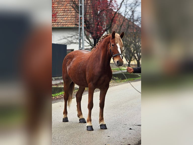 Más ponis/caballos pequeños Yegua 6 años 148 cm Castaño in B&#xE9;k&#xE9;scsaba
