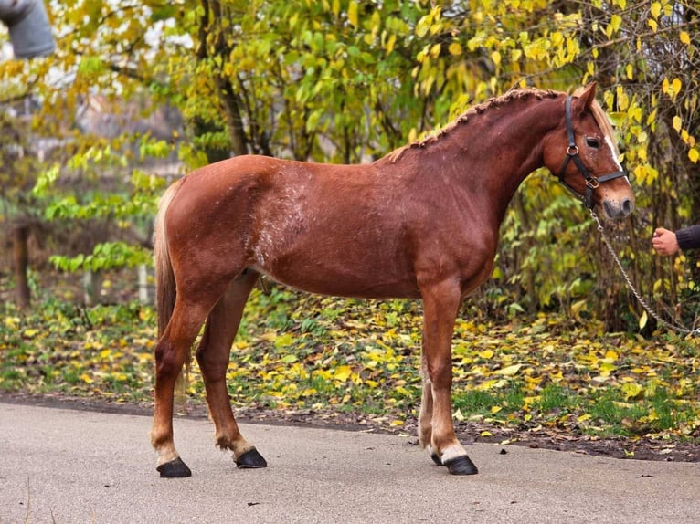 Más ponis/caballos pequeños Yegua 6 años 148 cm Castaño in B&#xE9;k&#xE9;scsaba