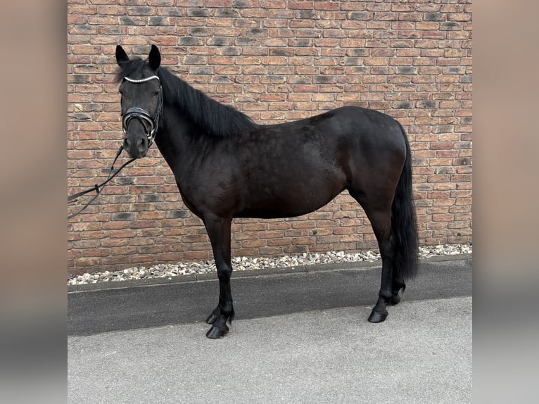 Más ponis/caballos pequeños Yegua 6 años 148 cm Negro in Niederkassel