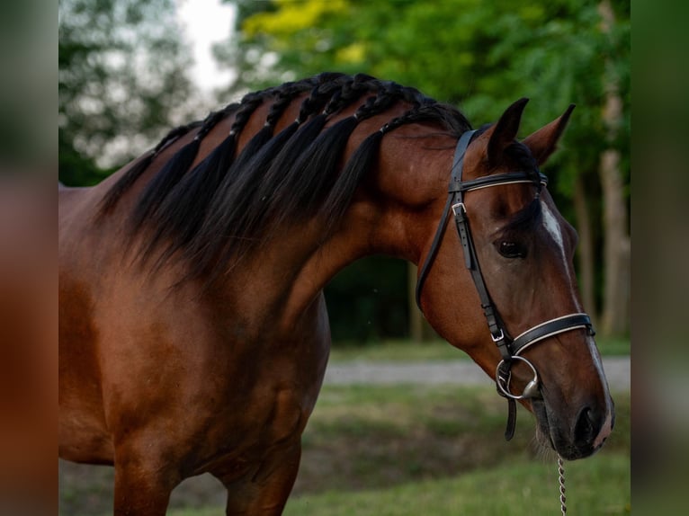 Más ponis/caballos pequeños Yegua 6 años 150 cm in Mez&#x151;hegyes