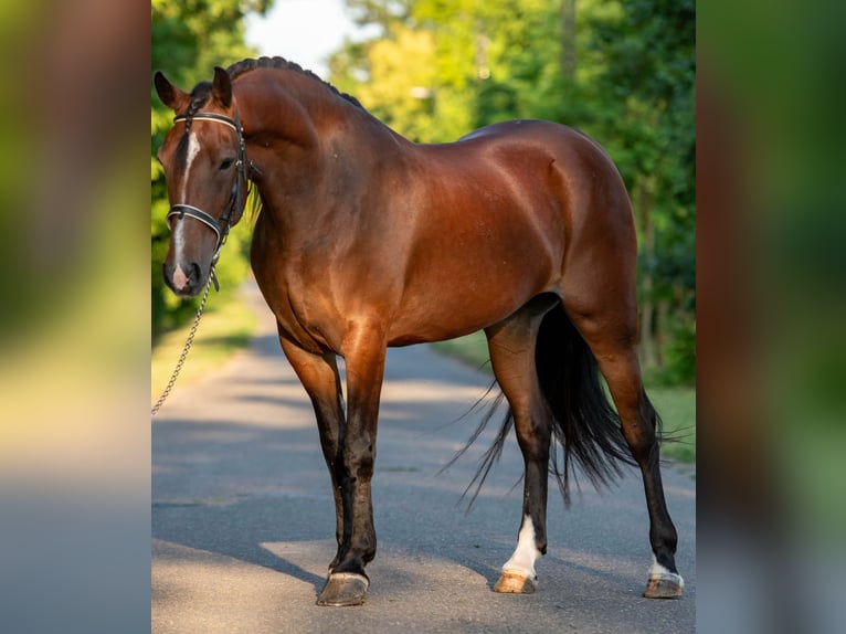 Más ponis/caballos pequeños Yegua 6 años 150 cm in Mez&#x151;hegyes