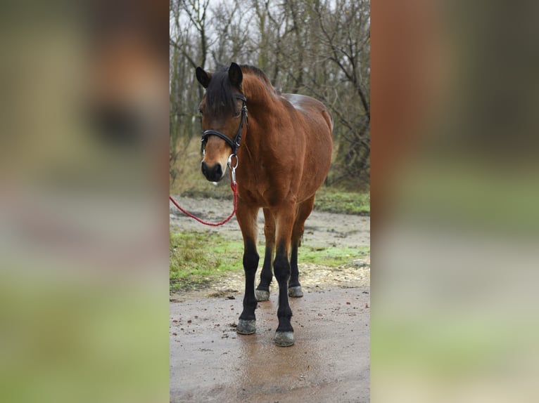 Más ponis/caballos pequeños Yegua 6 años 150 cm Castaño in Debrecen