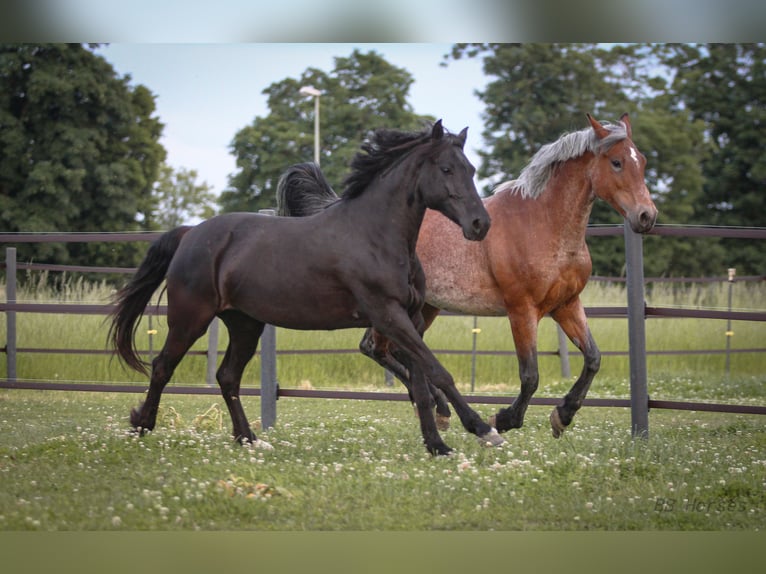 Más ponis/caballos pequeños Mestizo Yegua 6 años 150 cm Negro in Pastetten