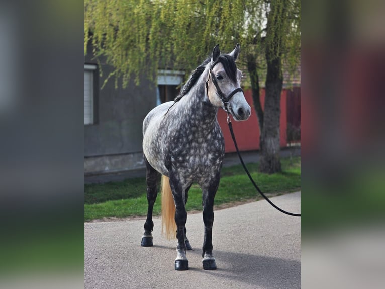 Más ponis/caballos pequeños Yegua 6 años 150 cm Tordo rodado in Békéscsaba