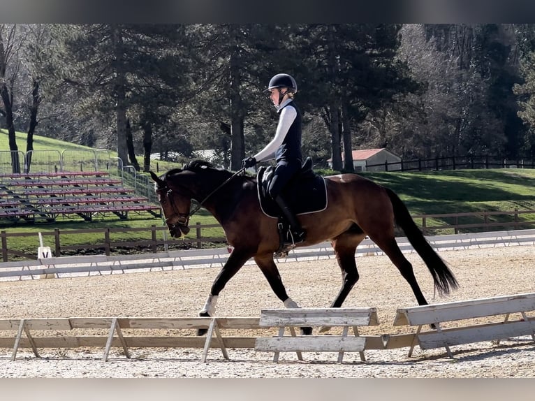 Más ponis/caballos pequeños Yegua 6 años 155 cm Castaño rojizo in Roma