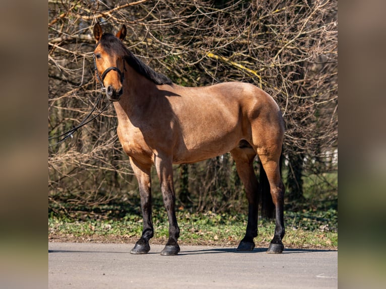 Más ponis/caballos pequeños Yegua 6 años 155 cm Ruano alazán in Békéscsaba