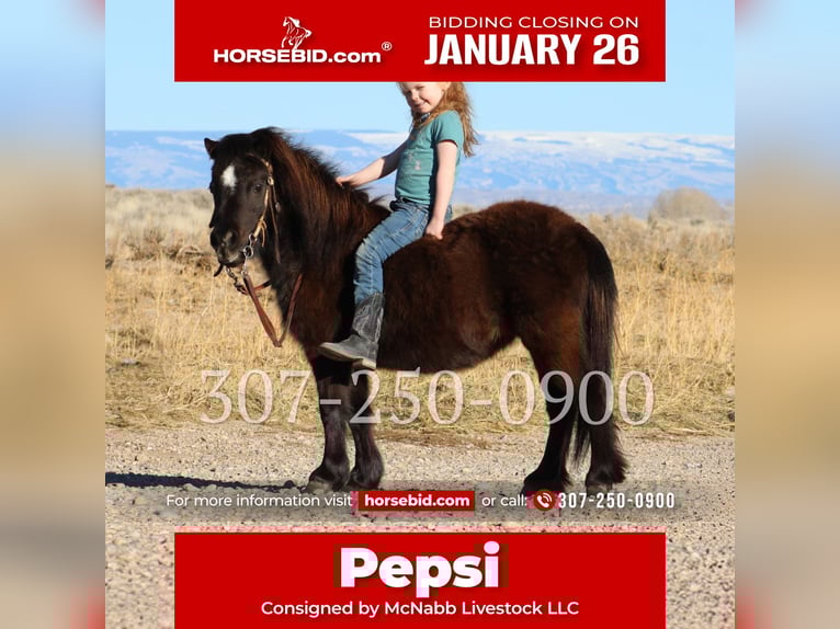 Más ponis/caballos pequeños Yegua 6 años 69 cm Negro in Cody