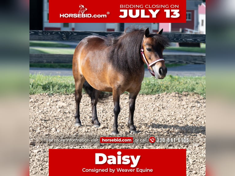 Más ponis/caballos pequeños Yegua 6 años 84 cm Castaño rojizo in Fredericksburg