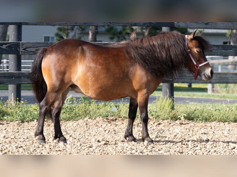 Más ponis/caballos pequeños Yegua 6 años 84 cm Castaño rojizo in Fredericksburg