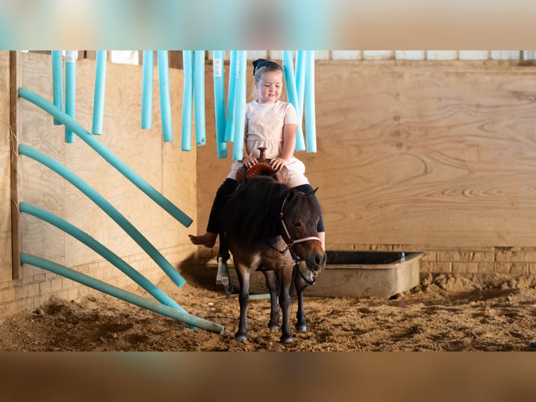 Más ponis/caballos pequeños Yegua 6 años 84 cm Castaño rojizo in Fredericksburg