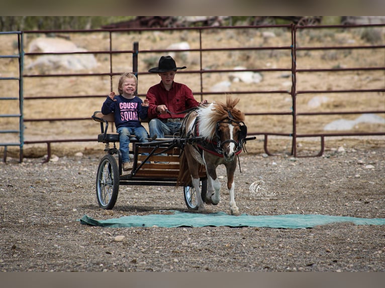 Más ponis/caballos pequeños Yegua 6 años 97 cm Tobiano-todas las-capas in Cody, WY
