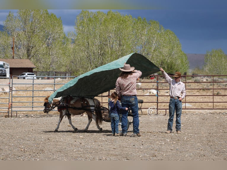 Más ponis/caballos pequeños Yegua 6 años 97 cm Tobiano-todas las-capas in Cody, WY