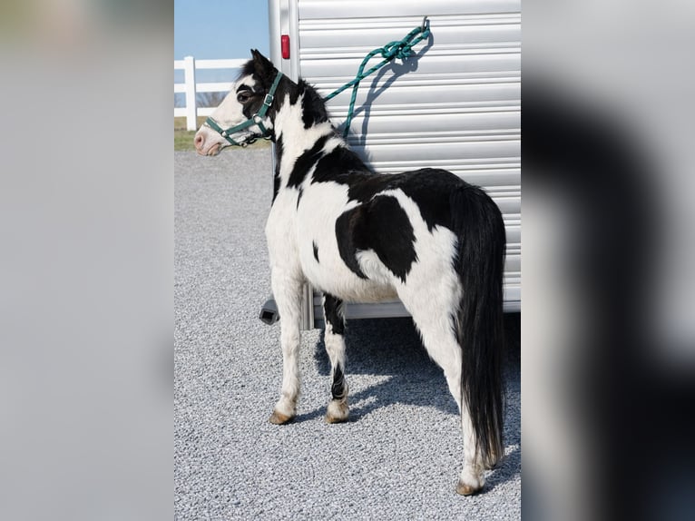 Más ponis/caballos pequeños Yegua 7 años 117 cm Pío in Guthrie