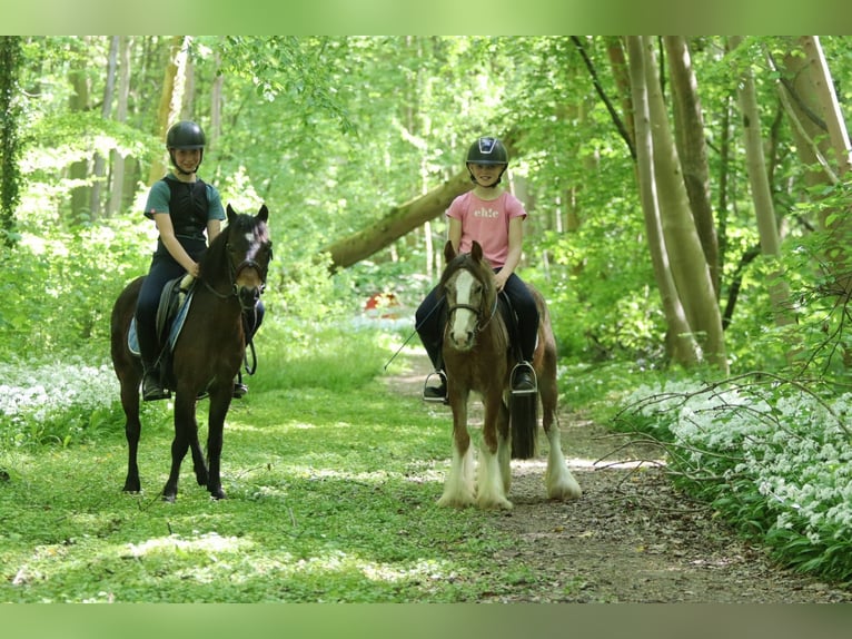 Más ponis/caballos pequeños Yegua 7 años 121 cm Castaño in Bogaarden