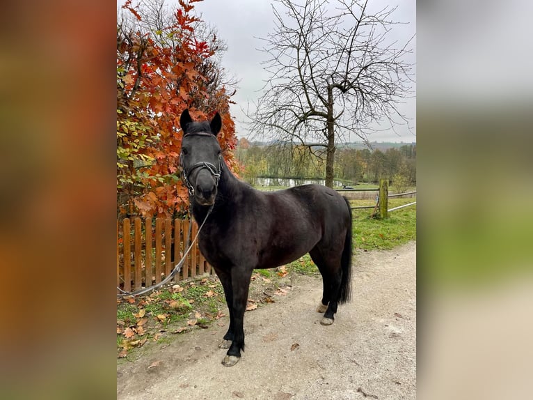 Más ponis/caballos pequeños Yegua 7 años 130 cm Negro in Eggerding