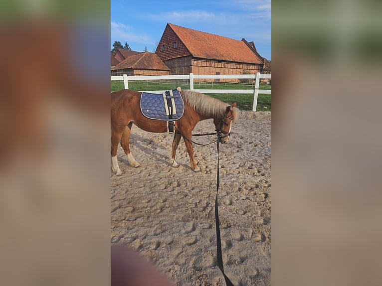 Más ponis/caballos pequeños Mestizo Yegua 7 años 135 cm Alazán in Delligsen