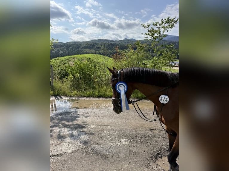 Más ponis/caballos pequeños Yegua 7 años 140 cm Castaño in Kloster Schäftlarn