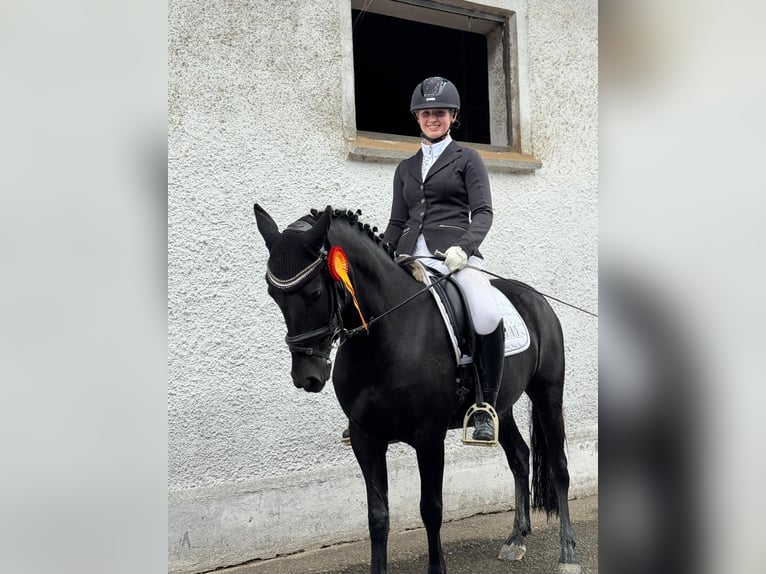 Más ponis/caballos pequeños Yegua 7 años 140 cm Negro in Marktl