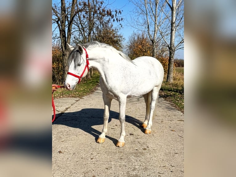 Más ponis/caballos pequeños Yegua 7 años 142 cm  in Békéscsaba