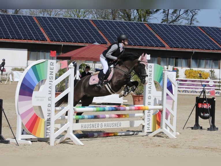 Más ponis/caballos pequeños Yegua 7 años 144 cm Alazán-tostado in Wallern im Burgenland