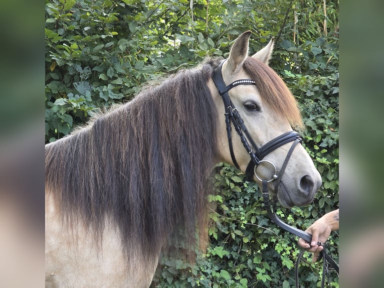 Más ponis/caballos pequeños Yegua 7 años 144 cm Bayo in Wachtendonk