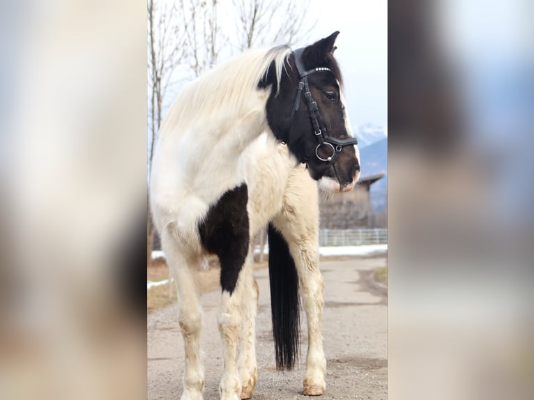Más ponis/caballos pequeños Yegua 7 años 145 cm Pío in Kirchbichl