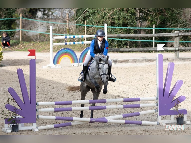 Más ponis/caballos pequeños Yegua 7 años 145 cm Tordo rodado in Rosegg
