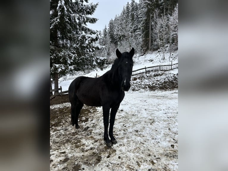 Más ponis/caballos pequeños Yegua 7 años 146 cm in Glödnitz