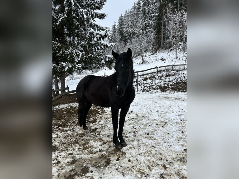 Más ponis/caballos pequeños Yegua 7 años 146 cm in Glödnitz