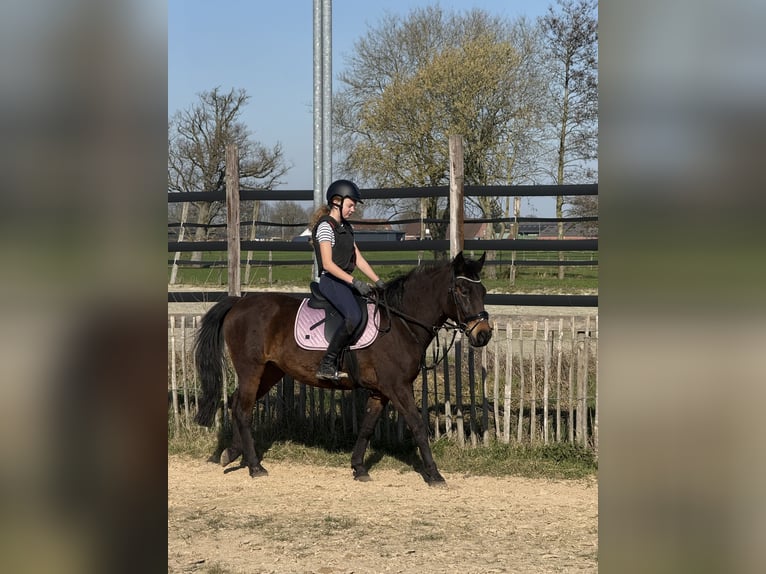 Más ponis/caballos pequeños Yegua 7 años 146 cm Castaño oscuro in Wortel