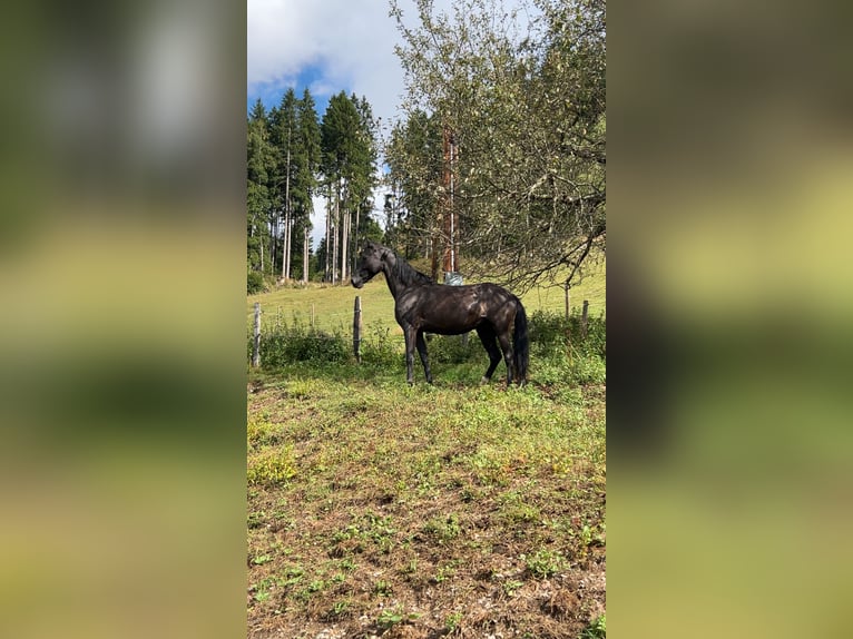 Más ponis/caballos pequeños Yegua 7 años 146 cm Negro in Glödnitz