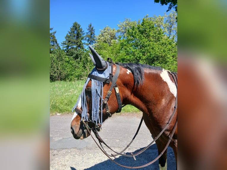 Más ponis/caballos pequeños Mestizo Yegua 7 años 146 cm Pío in Burgdorf